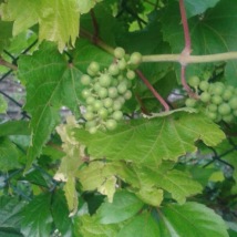 green baby grapes 2015