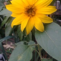 sunflower 2015